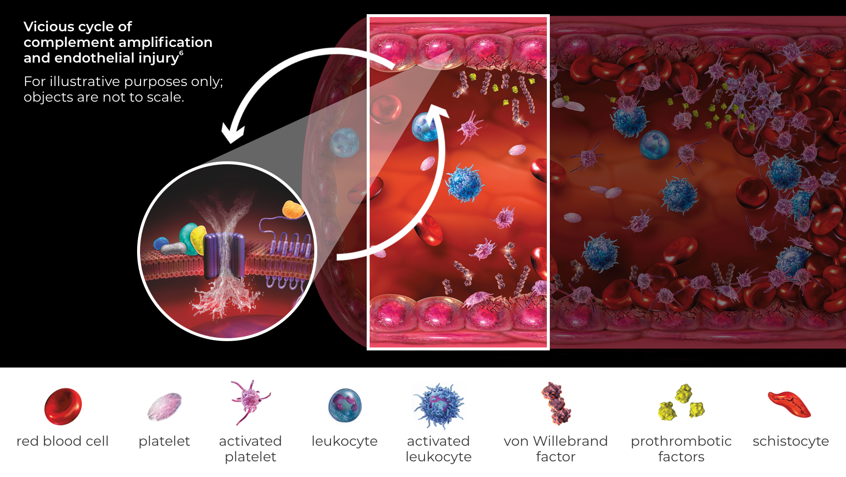 Vicious cycle of complement amplification and endothelial injury6 For illustrative purposes only; objects are not to scale.